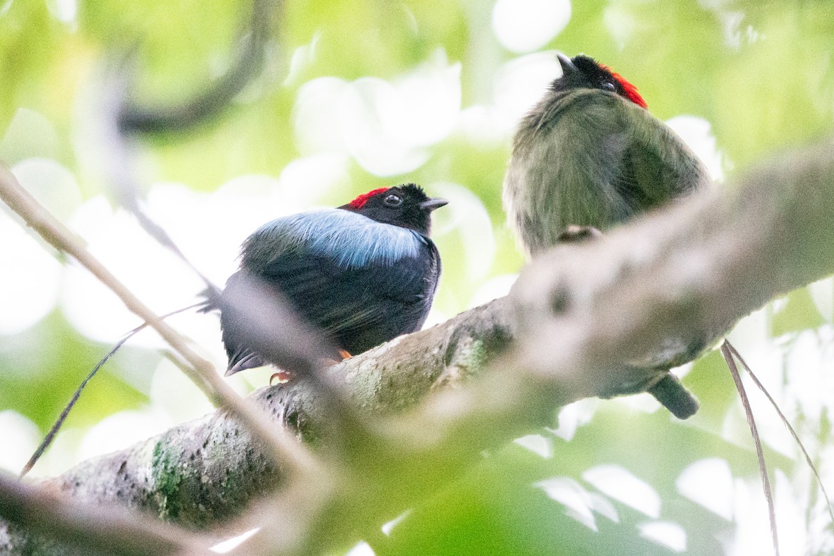 Long-tailed Manakin - ML624529365