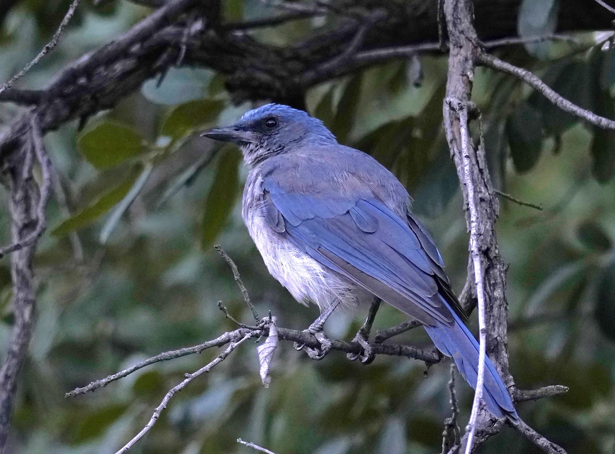 Mexican Jay - ML624529418