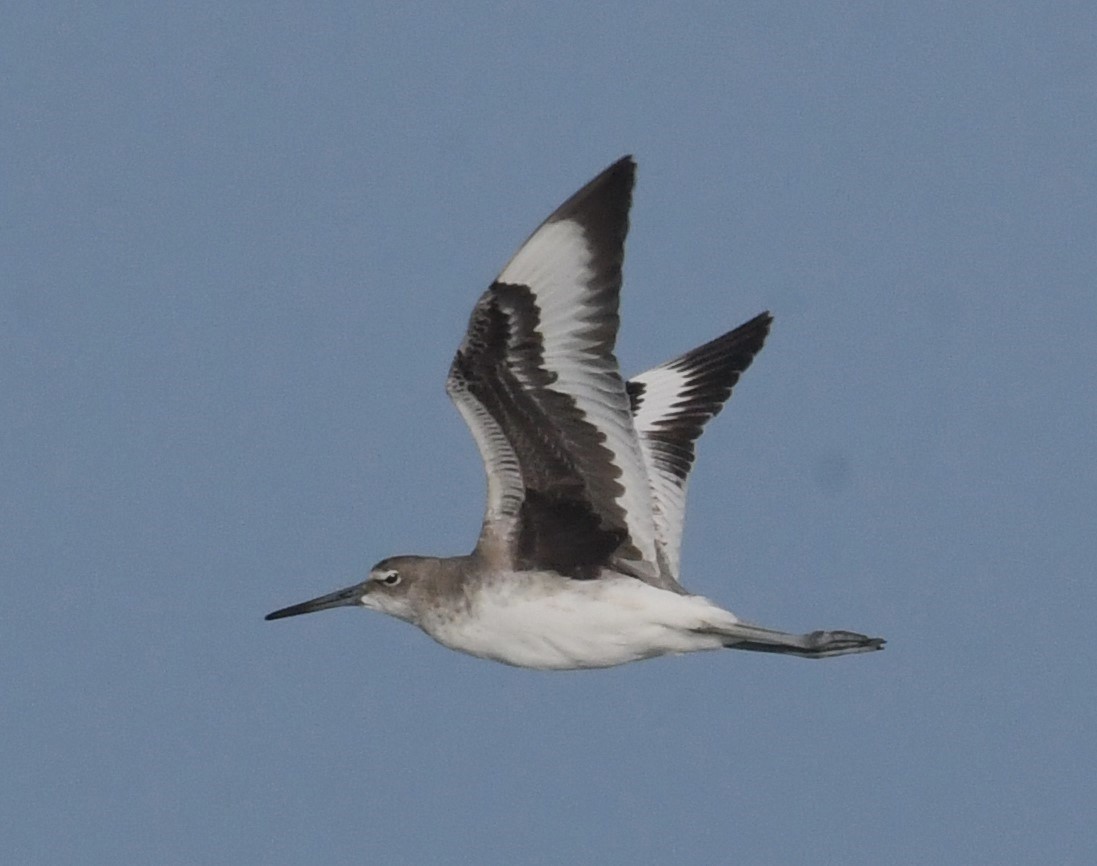 Willet - ML624529420