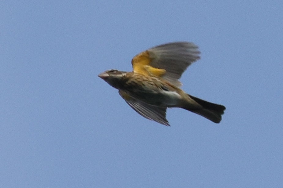 Rose-breasted Grosbeak - Tim Lenz