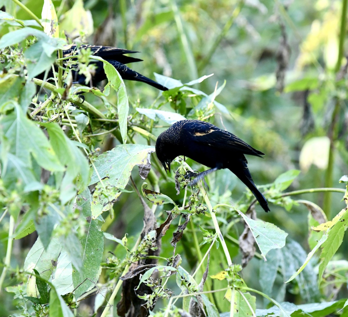 Red-winged Blackbird - ML624529422