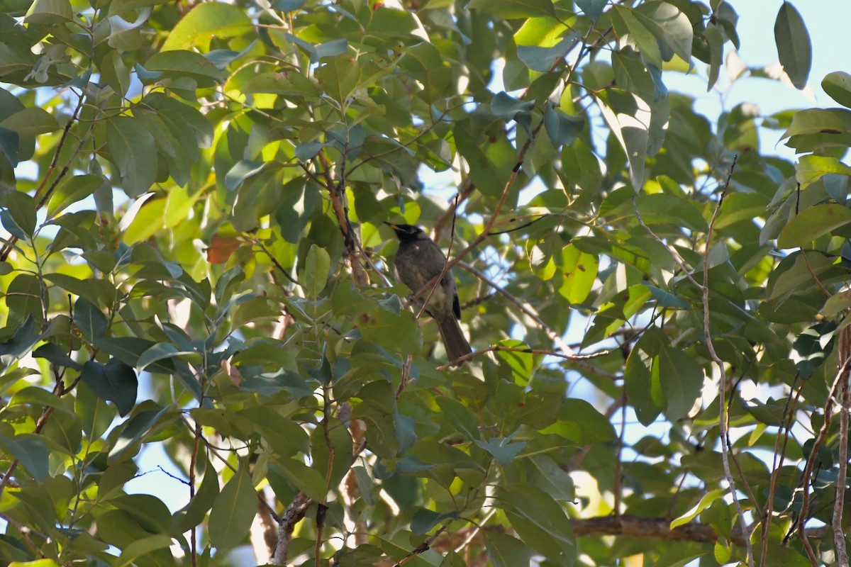 Bridled Honeyeater - ML624529423