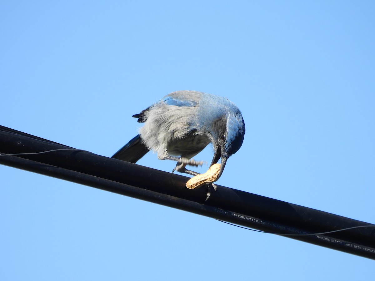 Woodhouse's Scrub-Jay - ML624529424