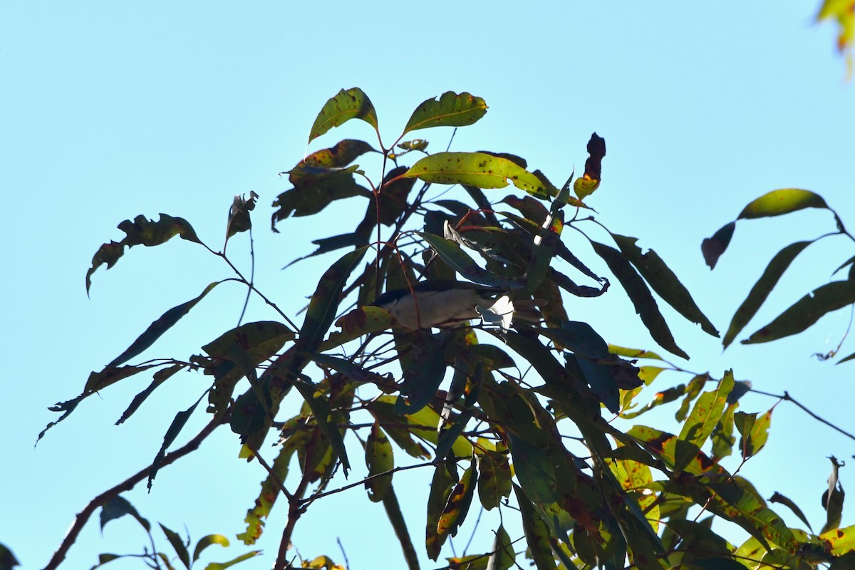 White-naped Honeyeater - ML624529425