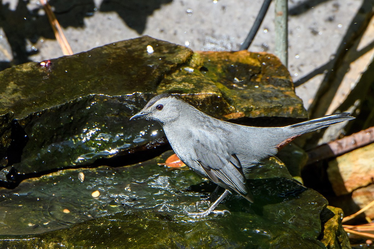 Gray Catbird - ML624529426