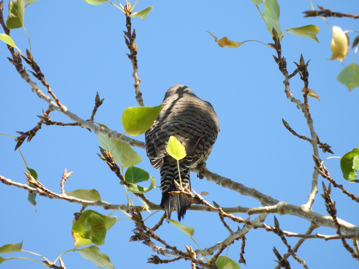 Northern Flicker - ML624529427