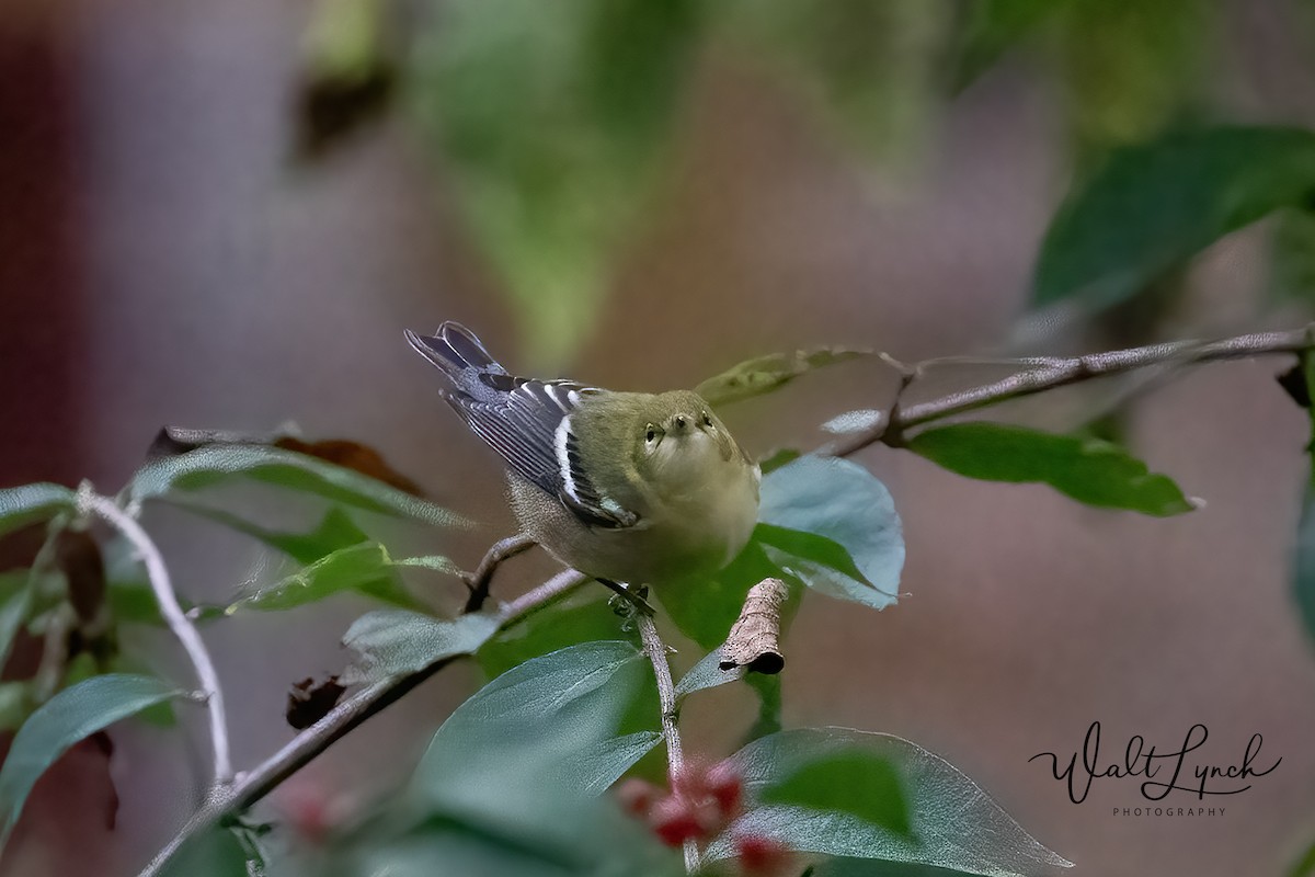 Bay-breasted Warbler - Walter Lynch