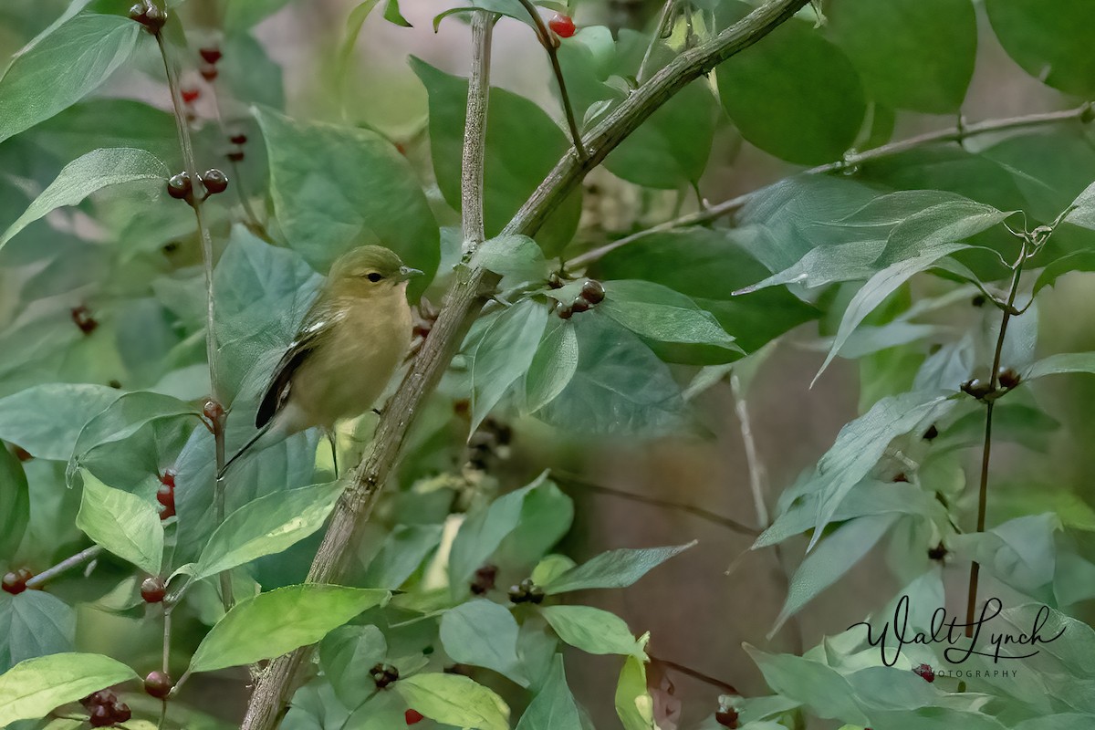 Bay-breasted Warbler - ML624529429