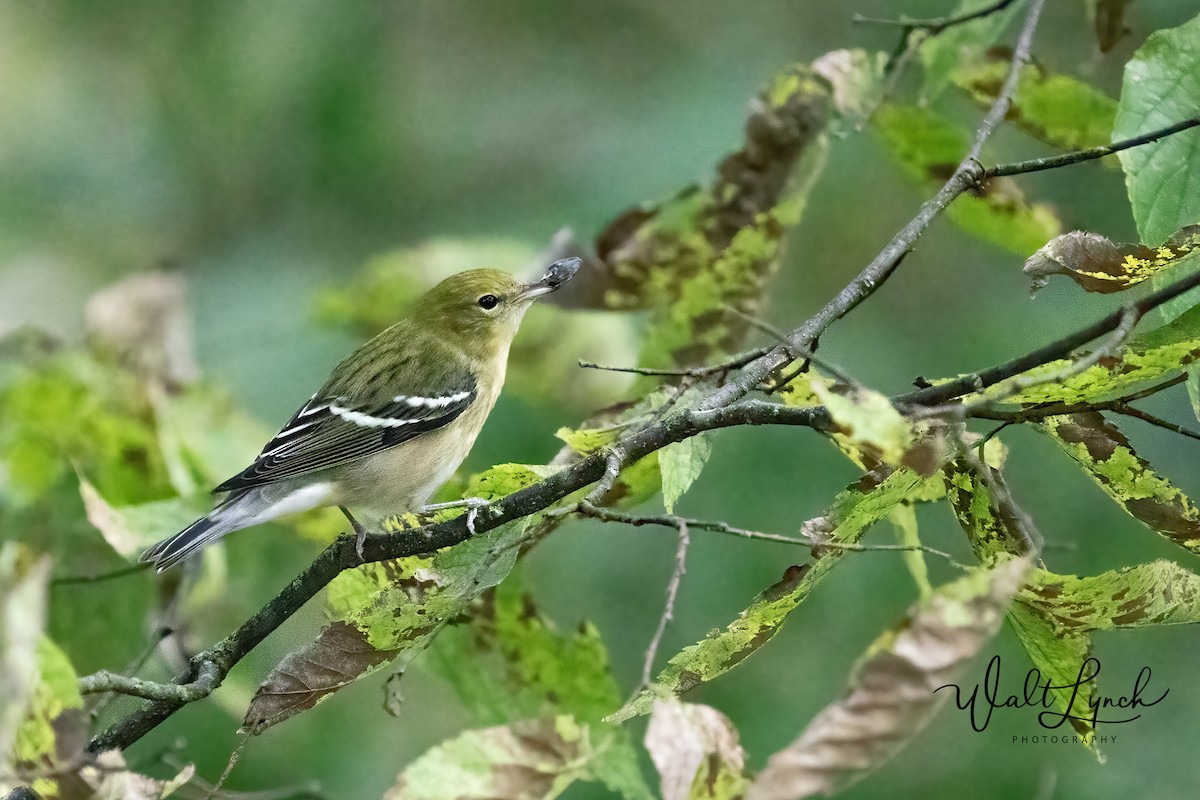 Bay-breasted Warbler - ML624529431