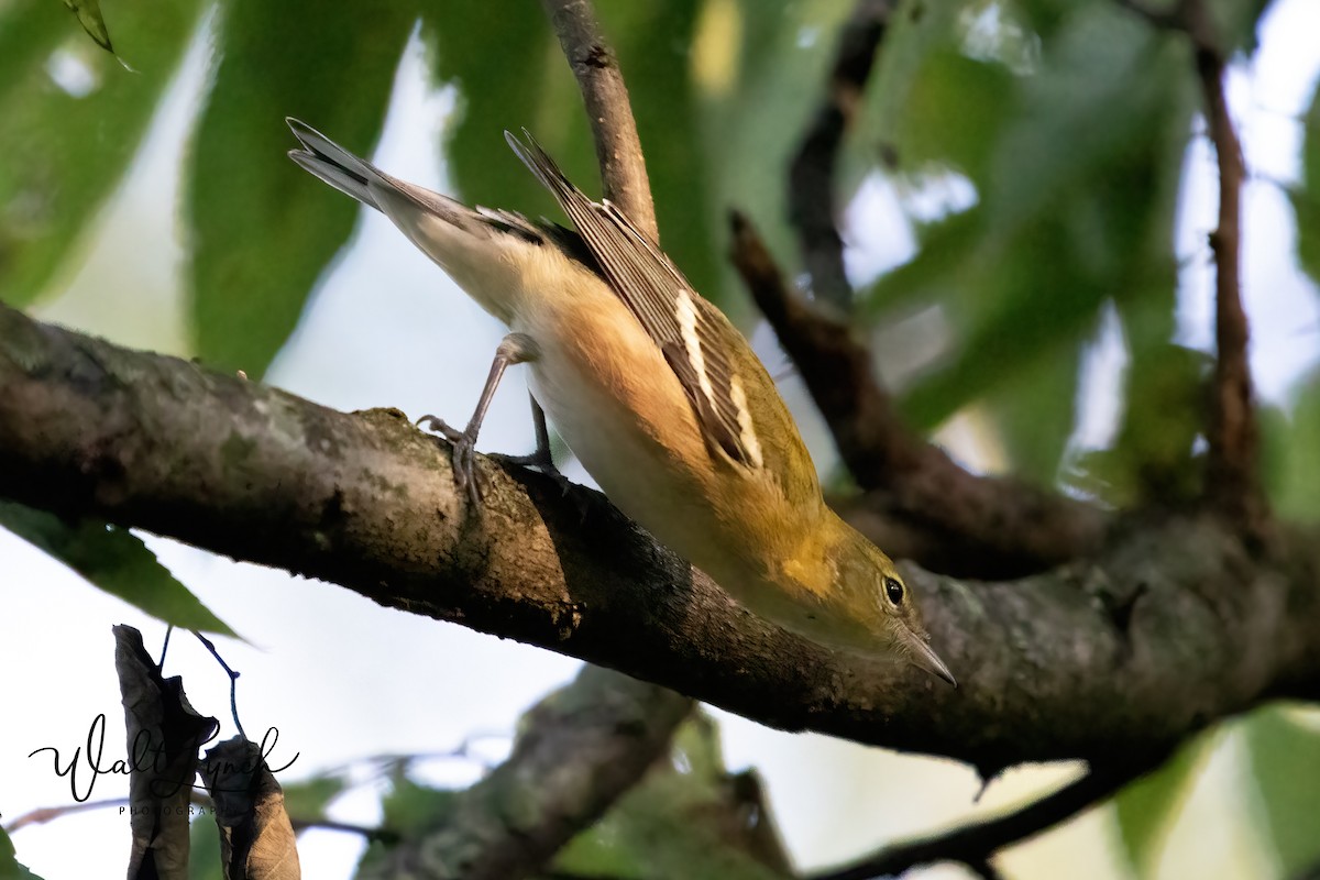 Bay-breasted Warbler - ML624529432