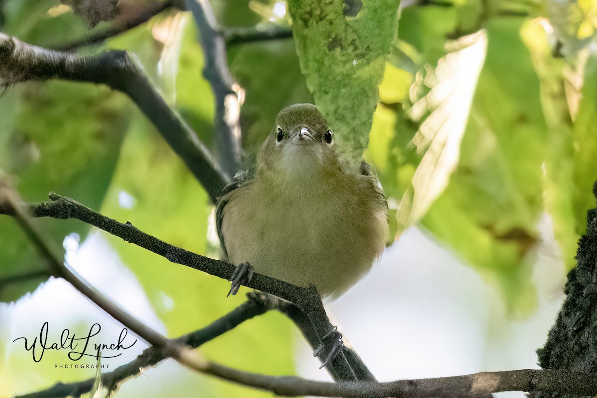 Bay-breasted Warbler - ML624529433