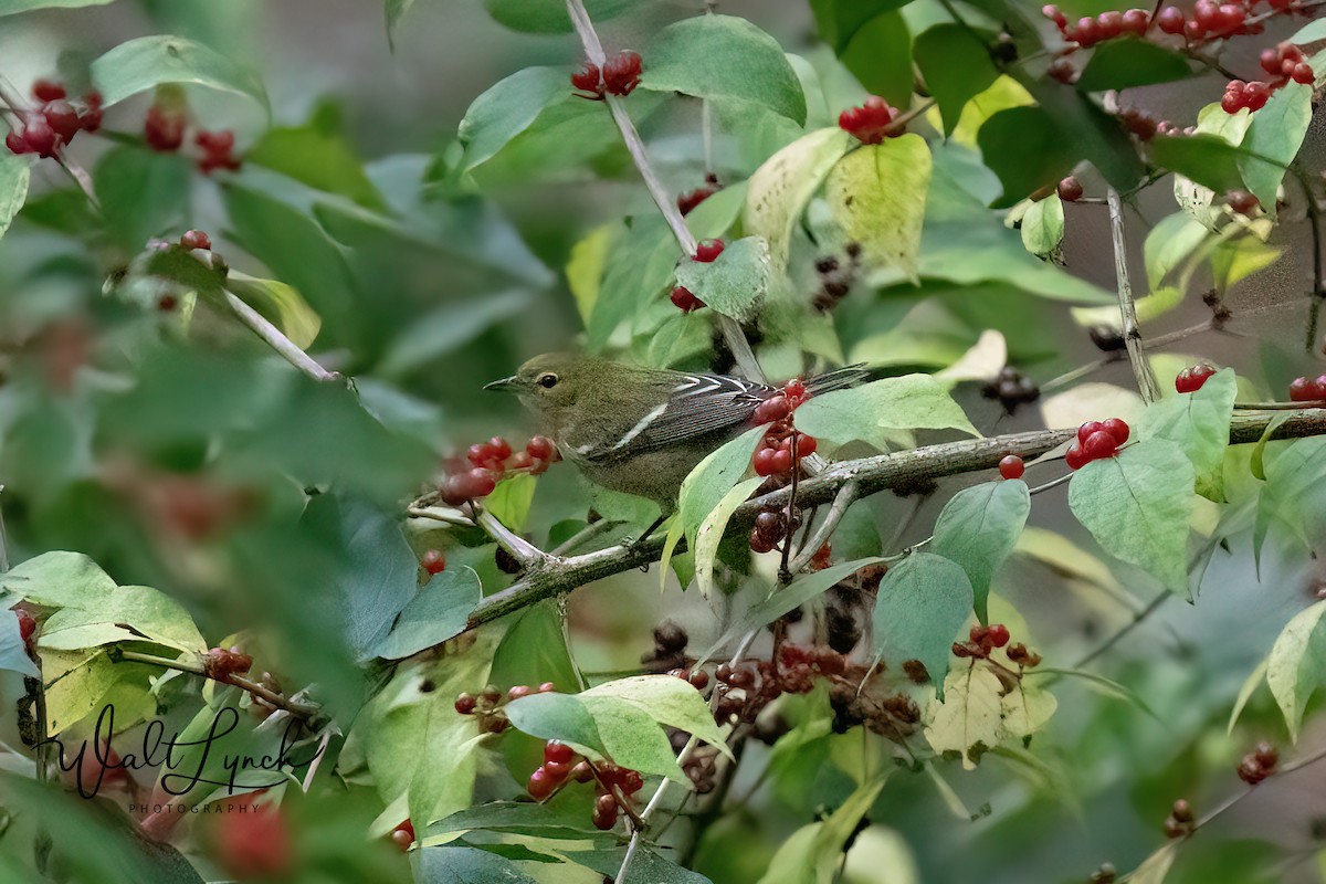 Bay-breasted Warbler - ML624529434