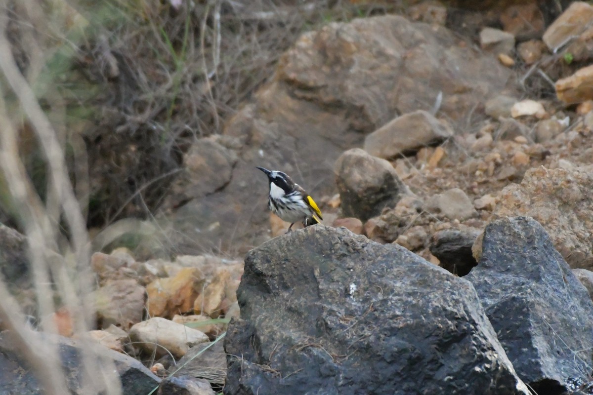 White-cheeked Honeyeater - ML624529435