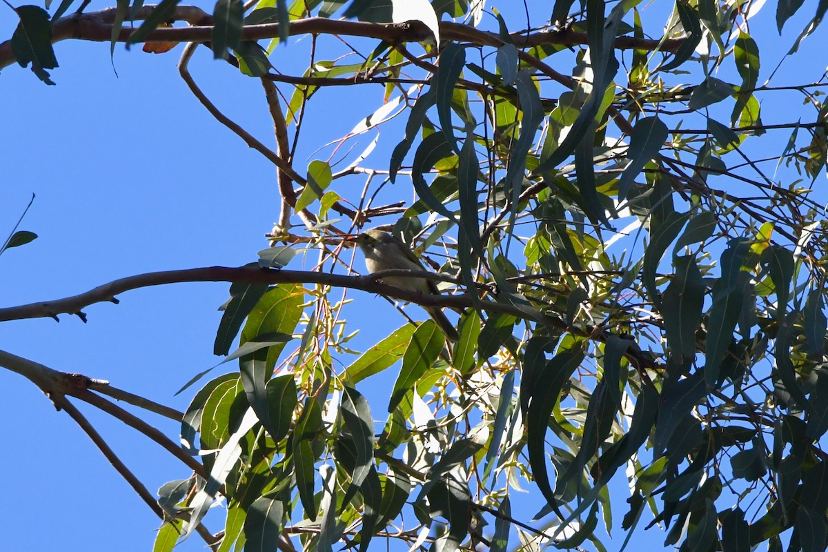 Fuscous Honeyeater - ML624529441