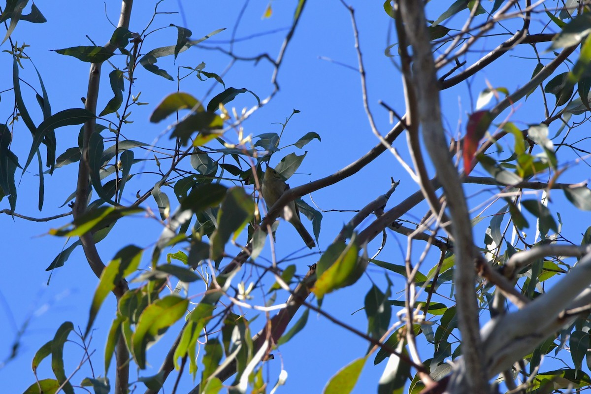 Fuscous Honeyeater - ML624529442