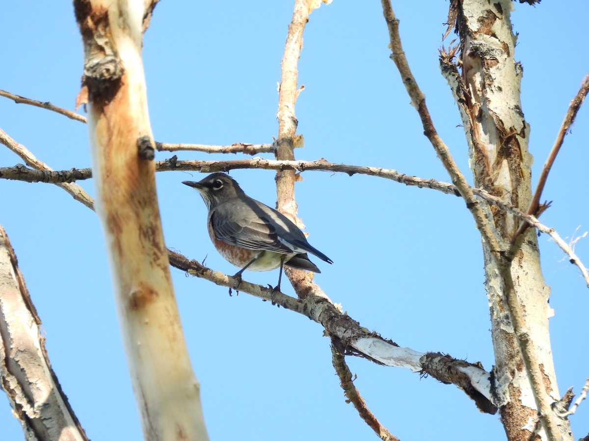 American Robin - ML624529443