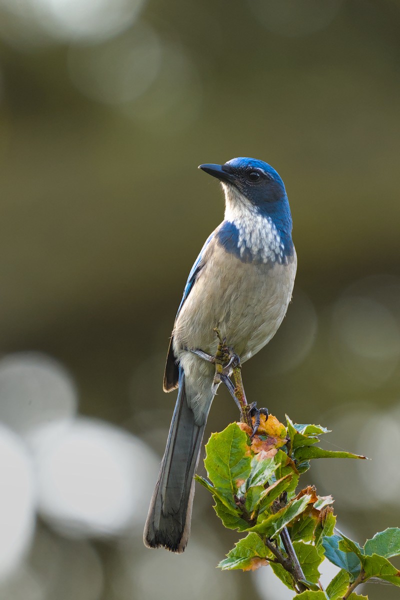 California Scrub-Jay - ML624529444