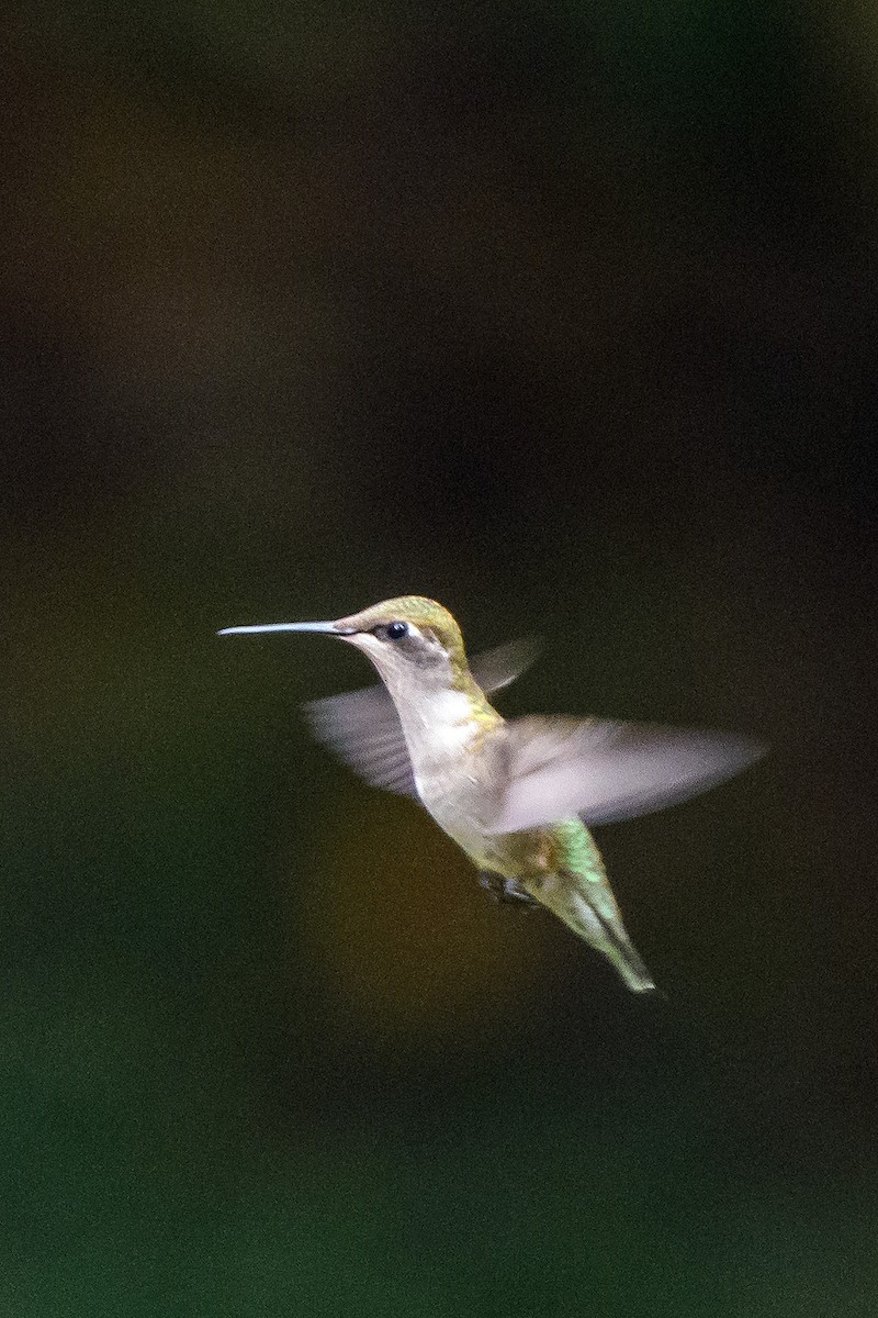 Ruby-throated Hummingbird - ML624529445