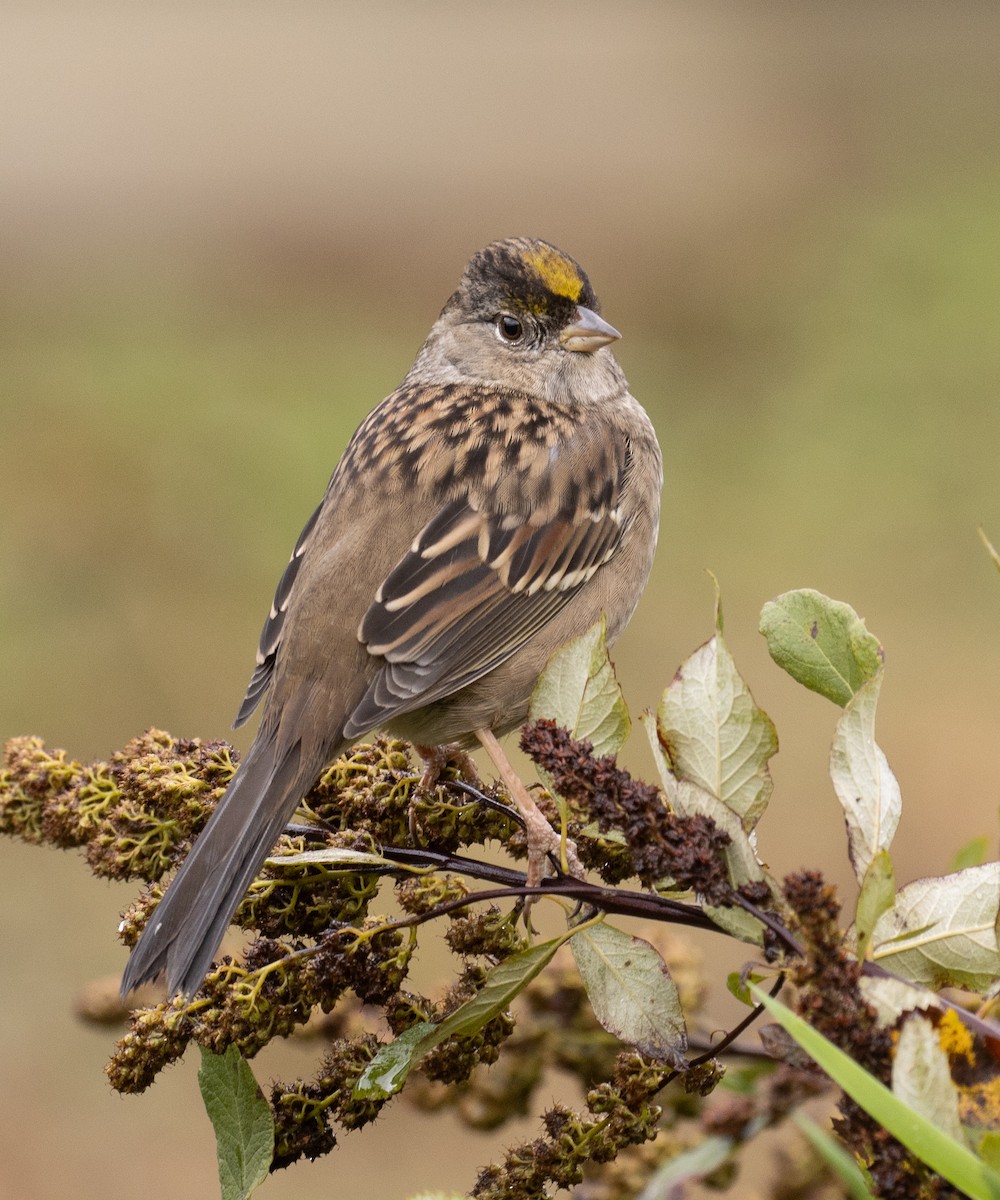 Golden-crowned Sparrow - ML624529446