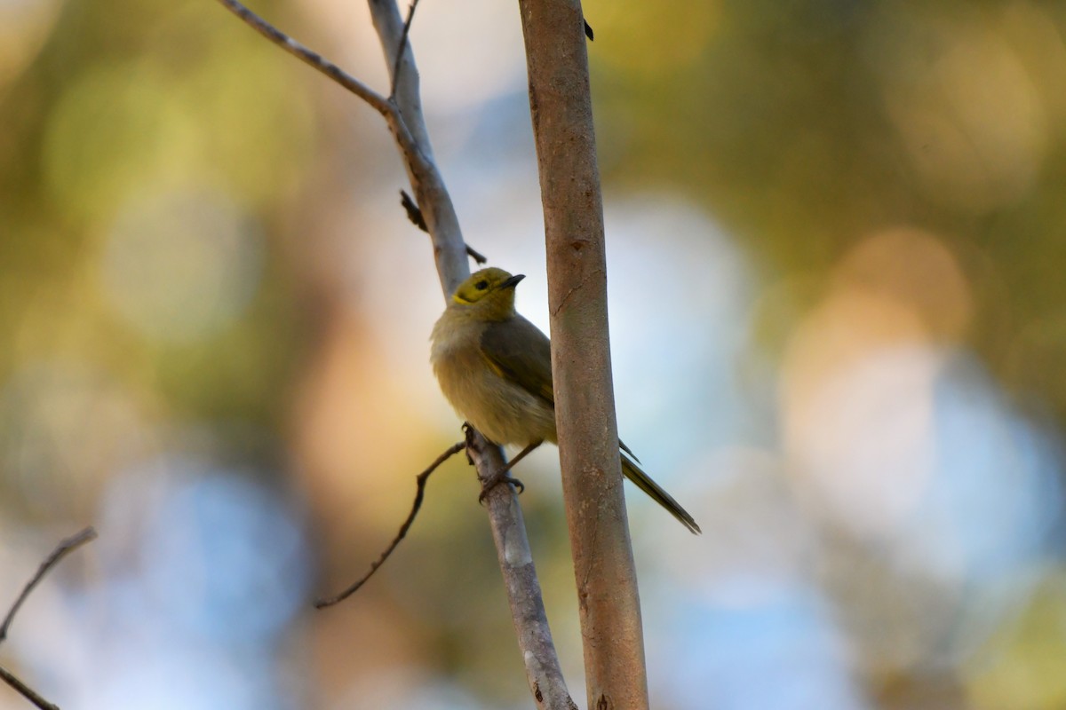 Yellow-tinted Honeyeater - ML624529447