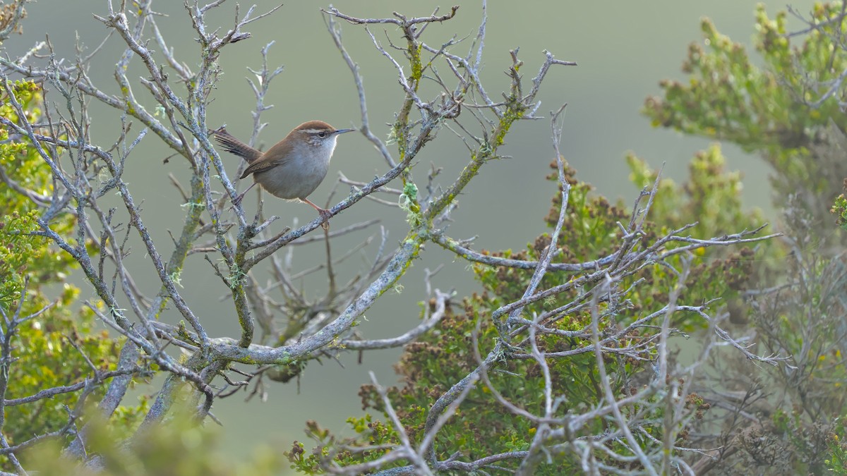 House Wren - ML624529449