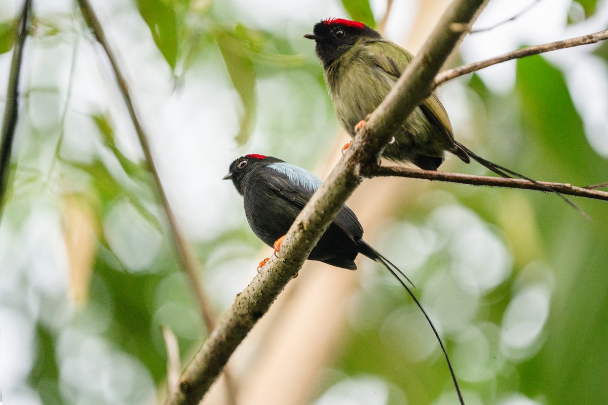 Long-tailed Manakin - ML624529450