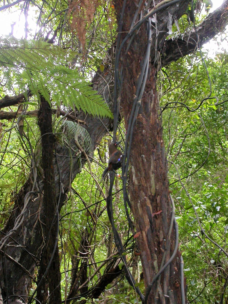 South Island Saddleback - ML624529452