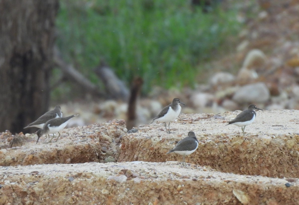 Common Sandpiper - ML624529453