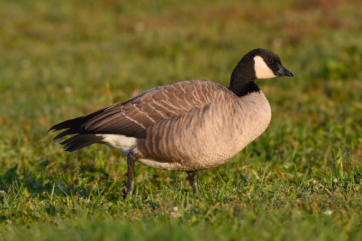 Cackling Goose (Richardson's) - ML624529457