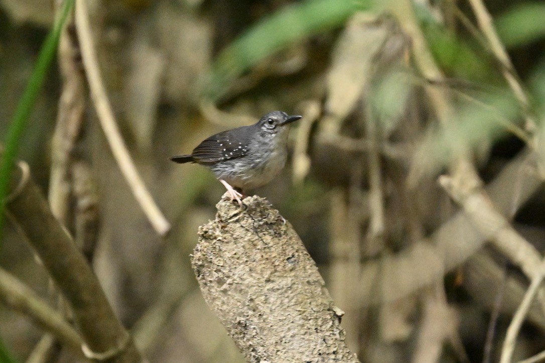 Silvered Antbird - ML624529469