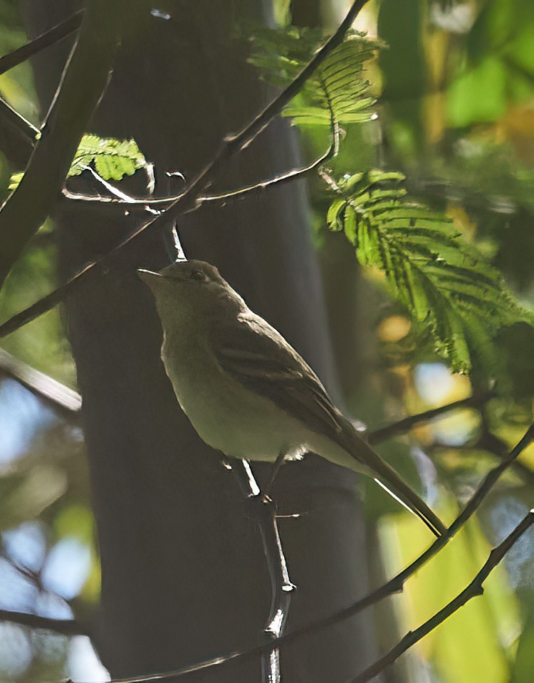 Western Flycatcher (Pacific-slope) - ML624529470