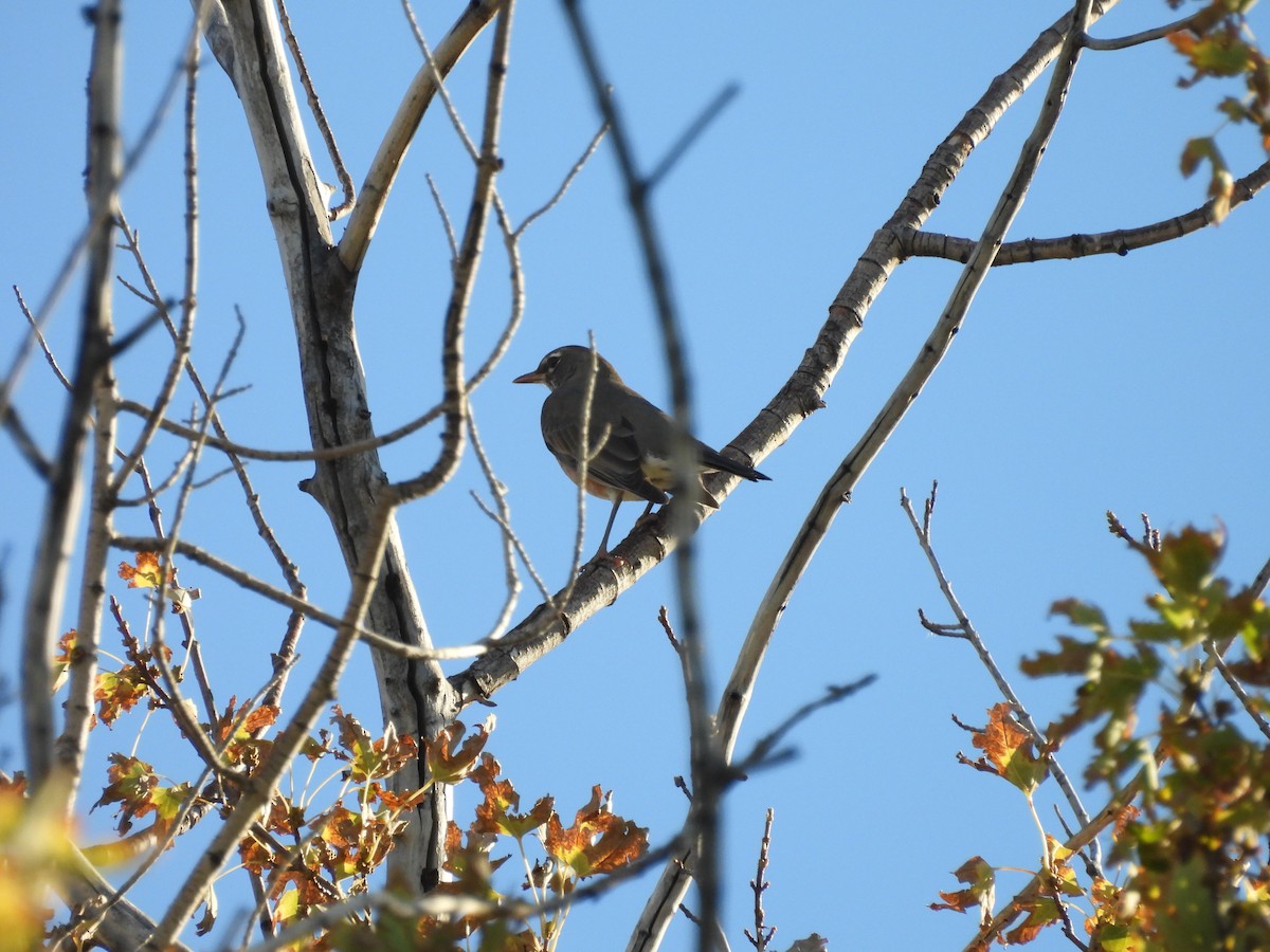 American Robin - J Baker