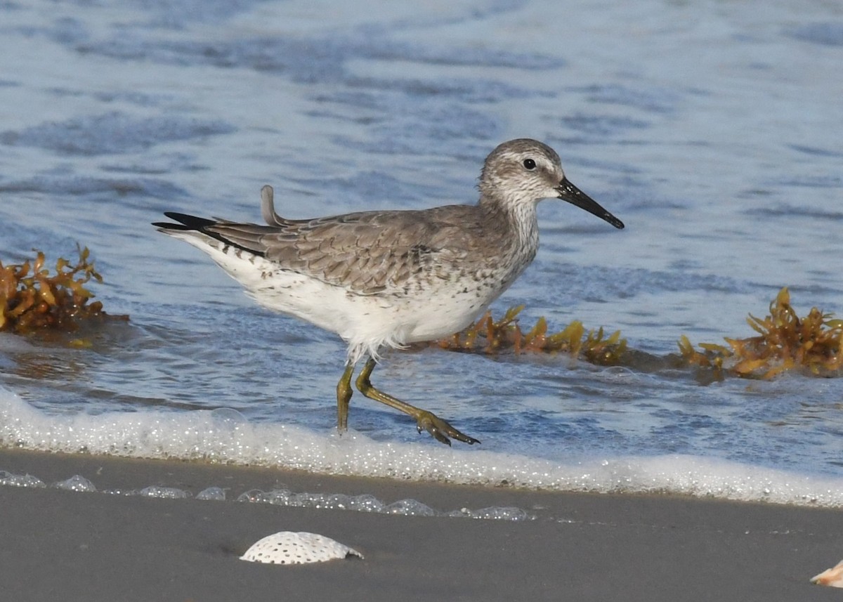 Red Knot - David True