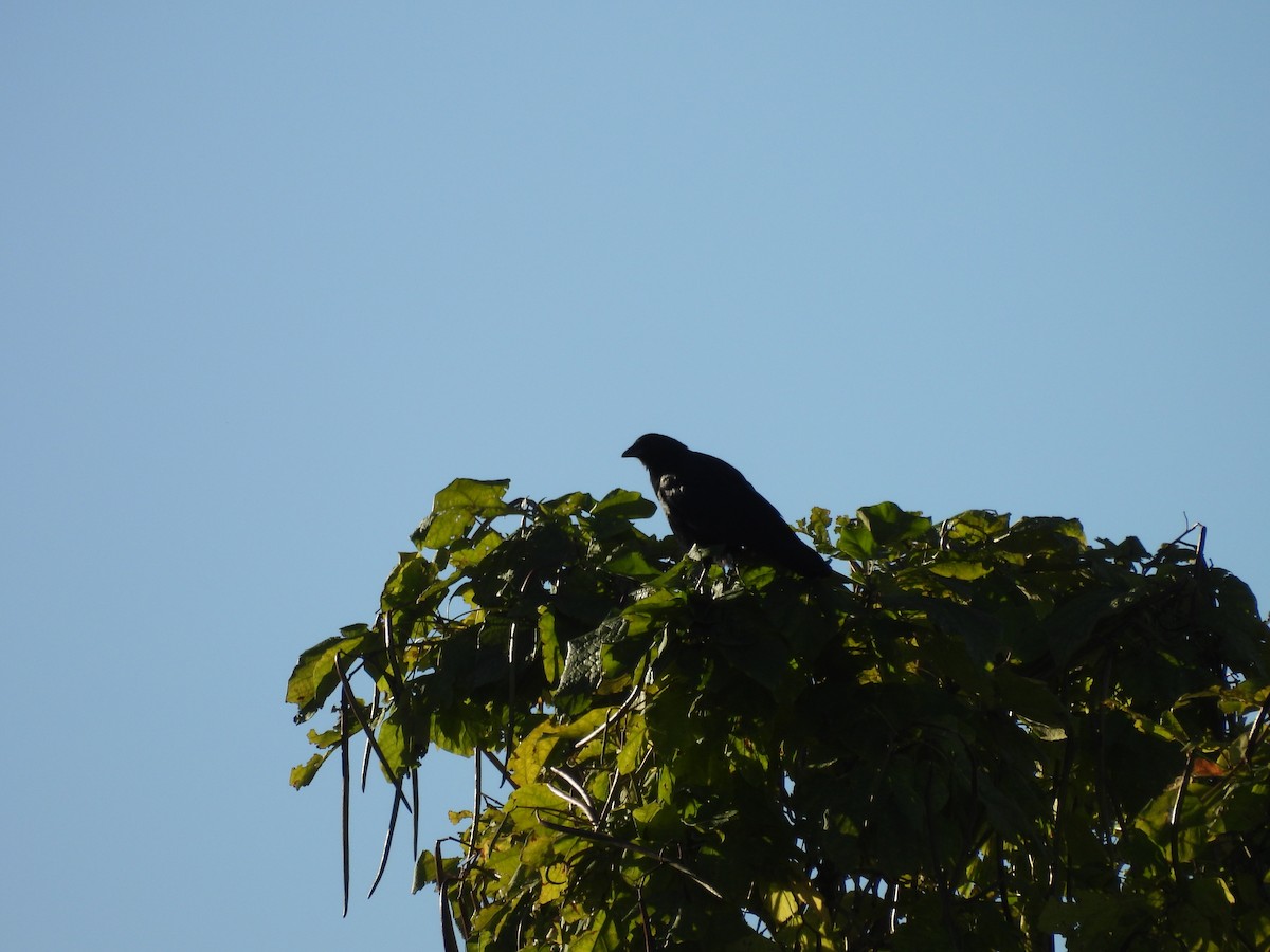 American Crow - ML624529474