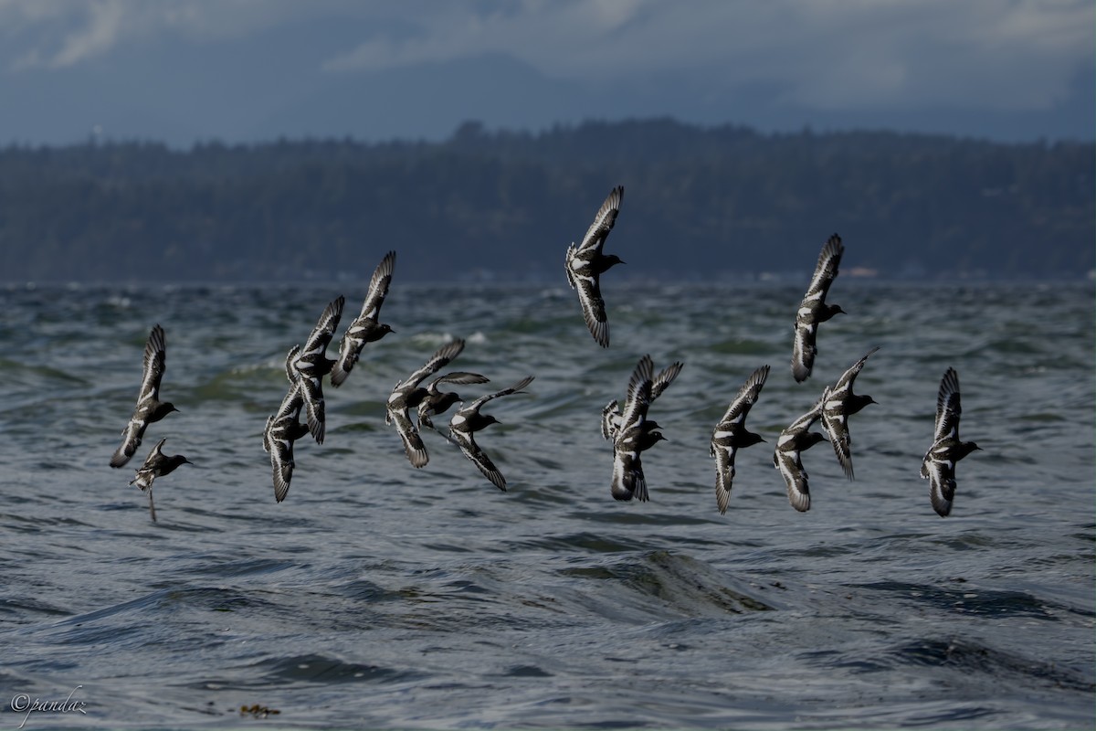 Black Turnstone - ML624529476