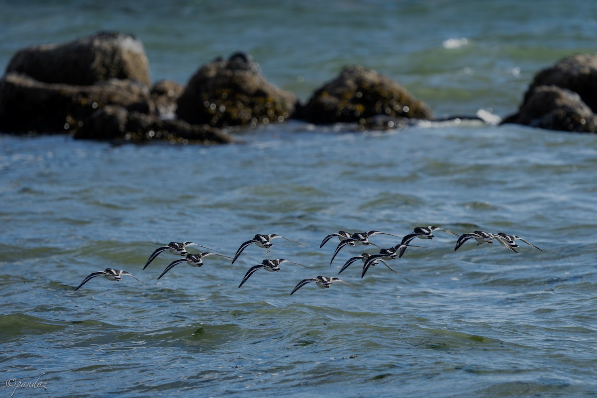 Black Turnstone - ML624529477