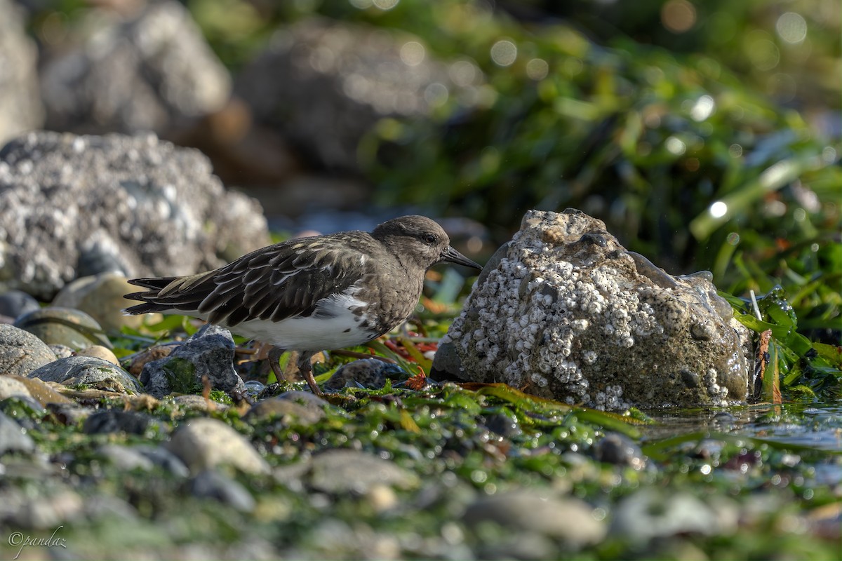 Black Turnstone - ML624529478