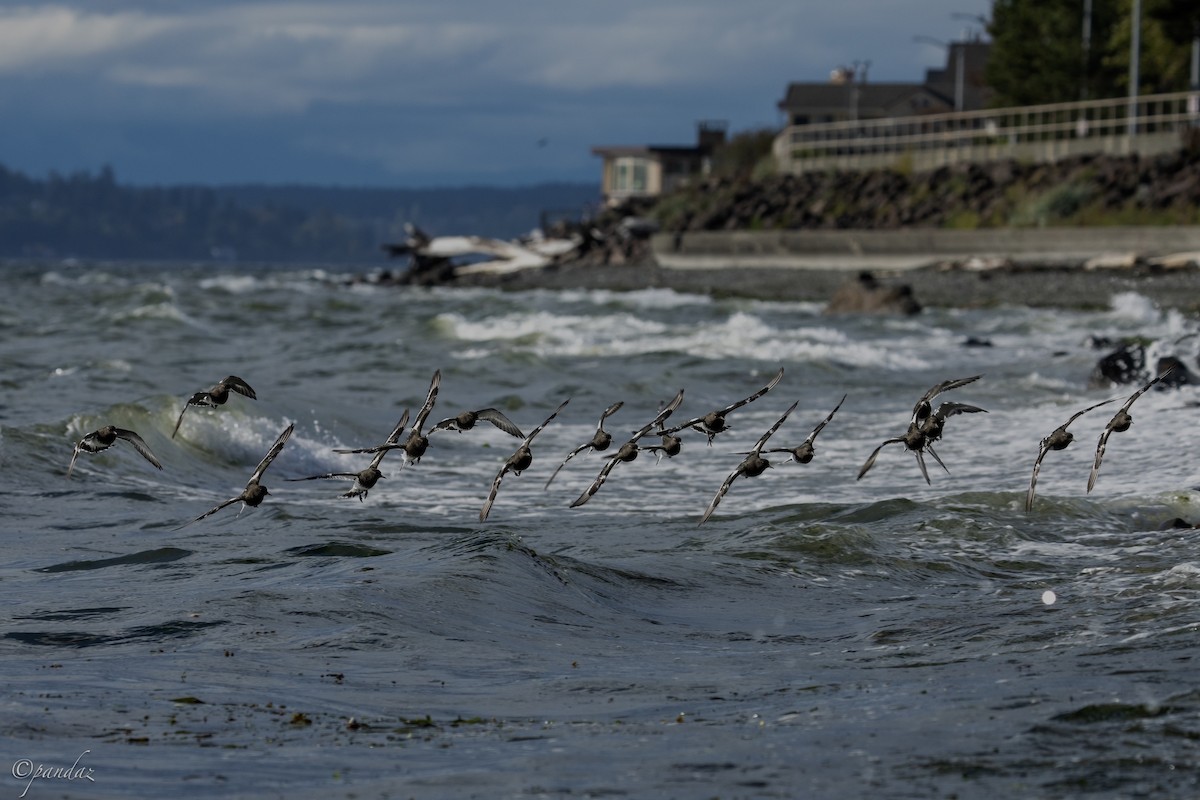 Black Turnstone - ML624529479