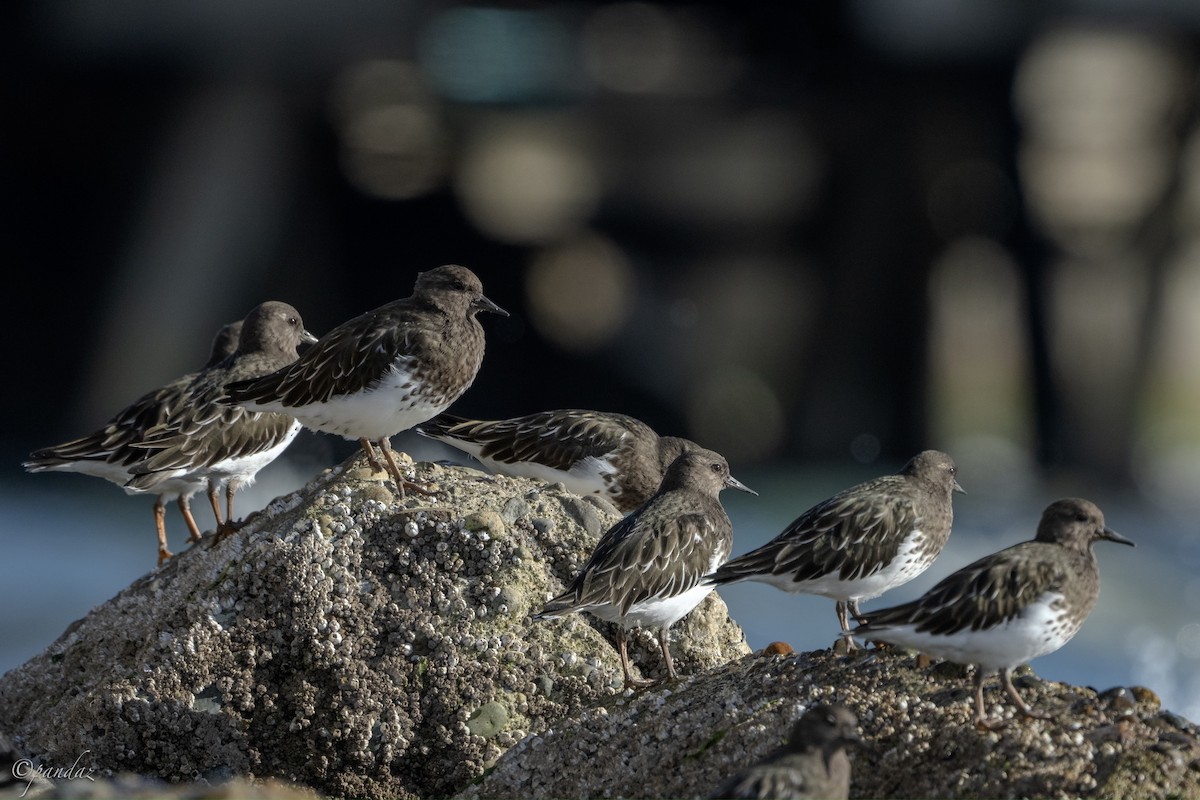 Black Turnstone - ML624529480