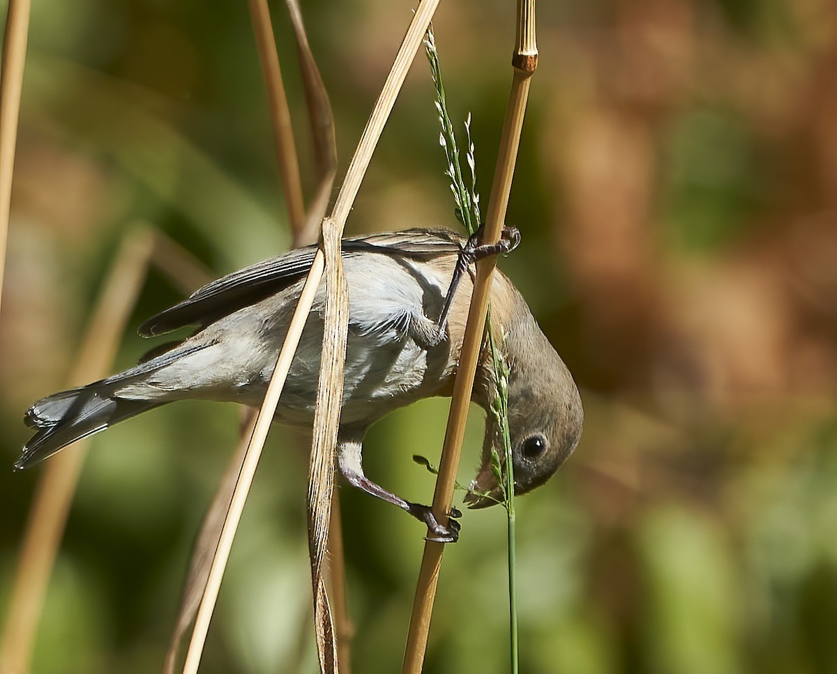 Lazuli Bunting - ML624529485