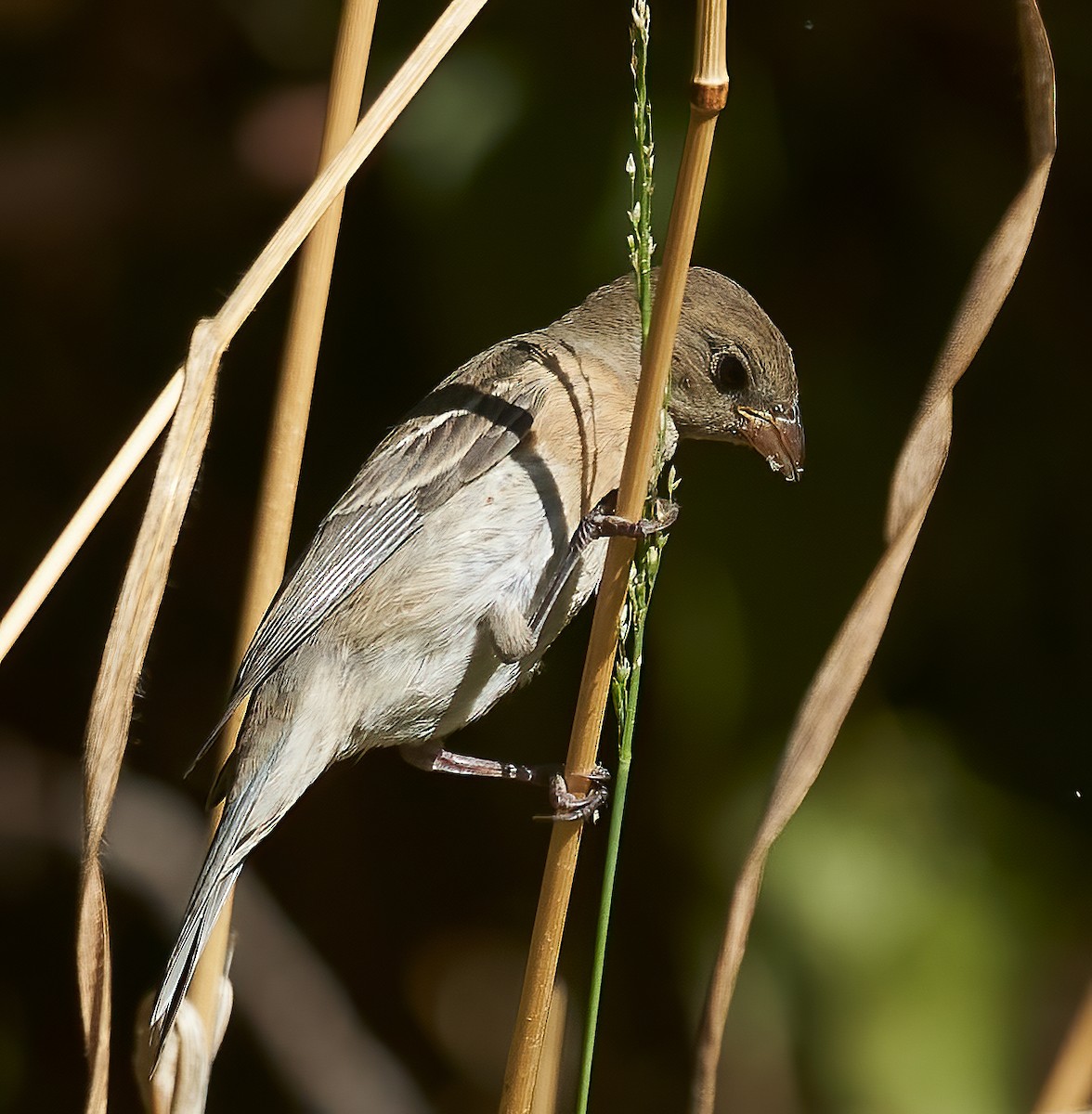 Lazuli Bunting - ML624529487