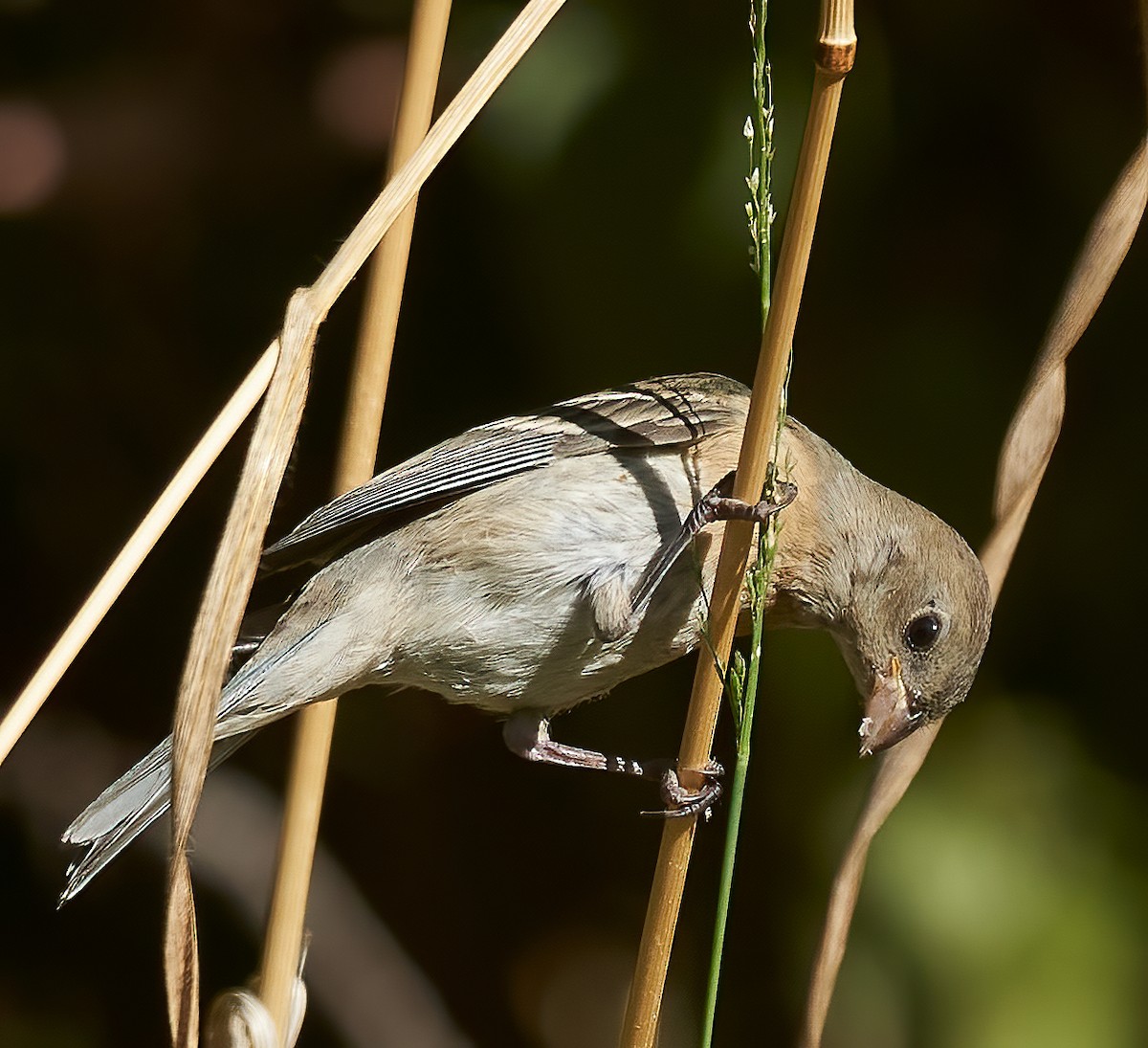 Lazuli Bunting - ML624529488