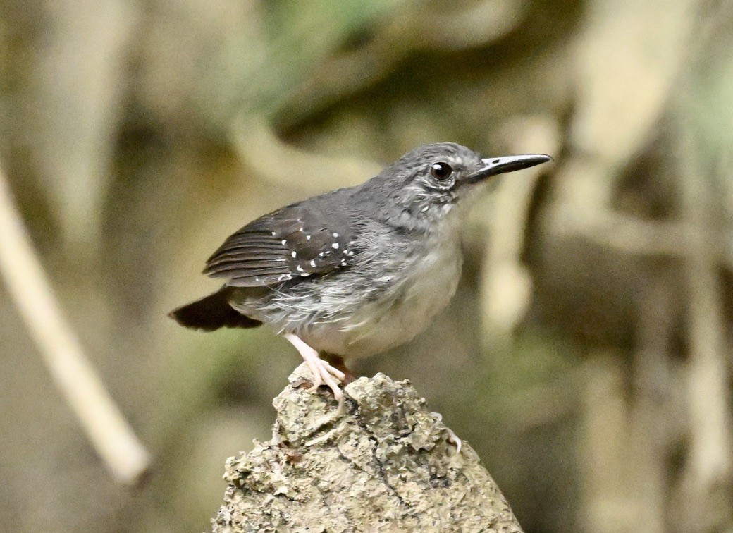 Silvered Antbird - ML624529491