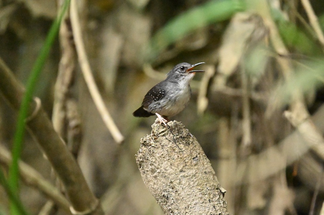 Silvered Antbird - ML624529494