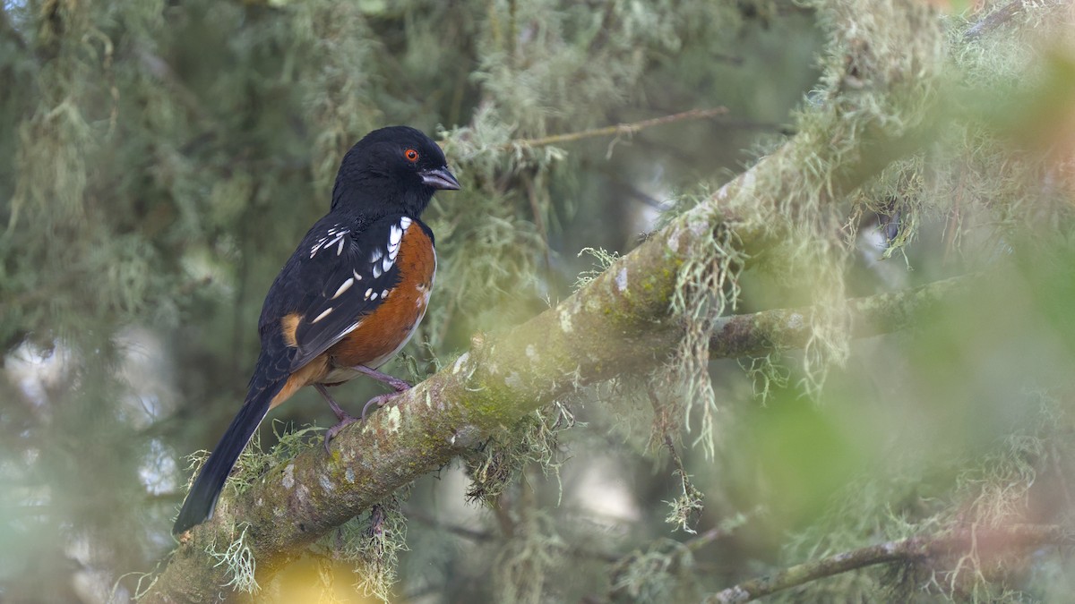 Spotted Towhee - ML624529496