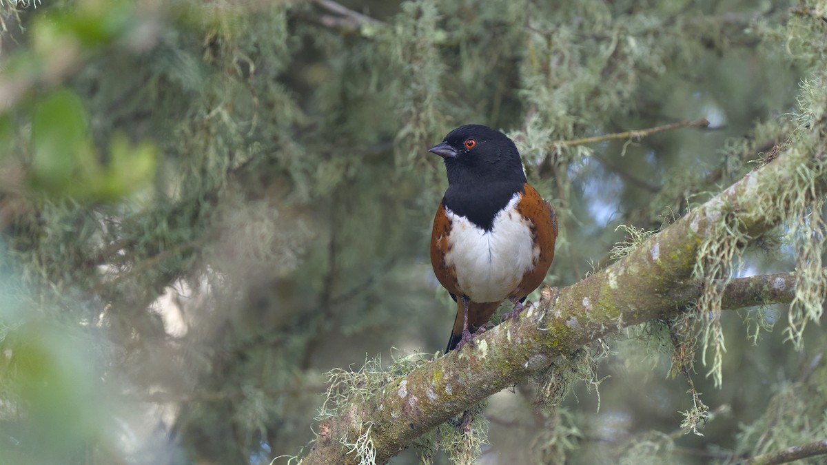 Spotted Towhee - ML624529497