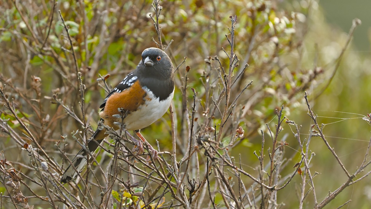 Spotted Towhee - ML624529498