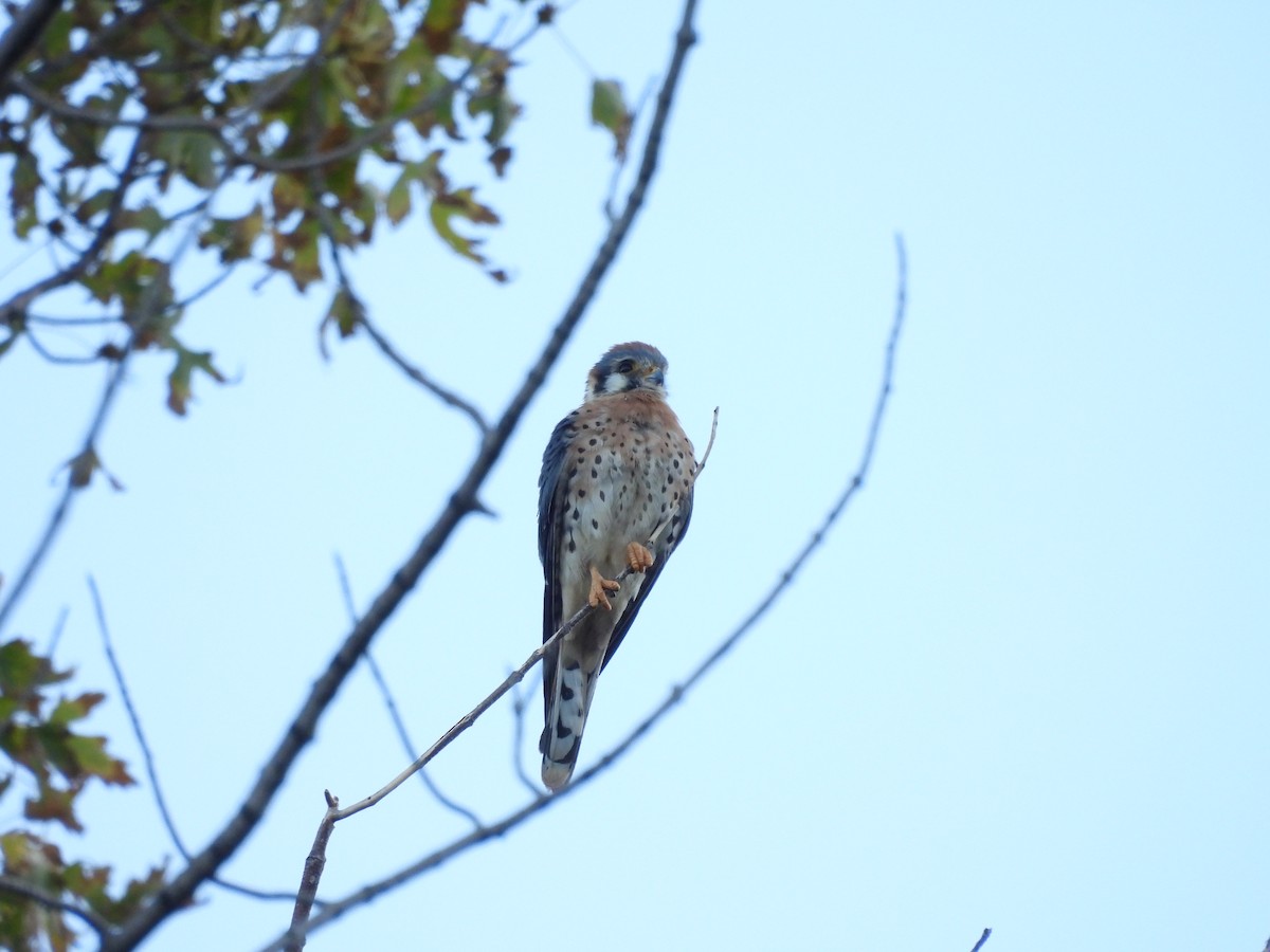 American Kestrel - ML624529499