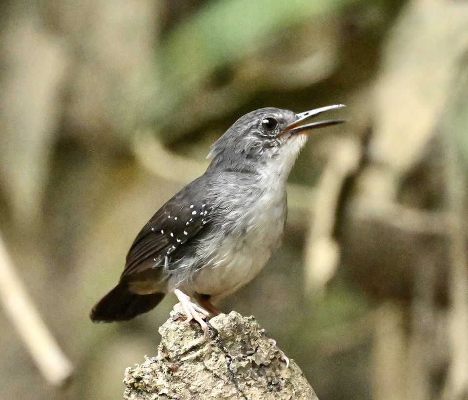 Silvered Antbird - ML624529500