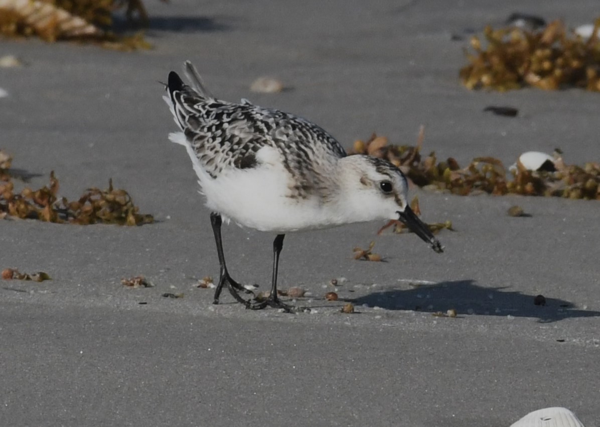 Sanderling - ML624529508